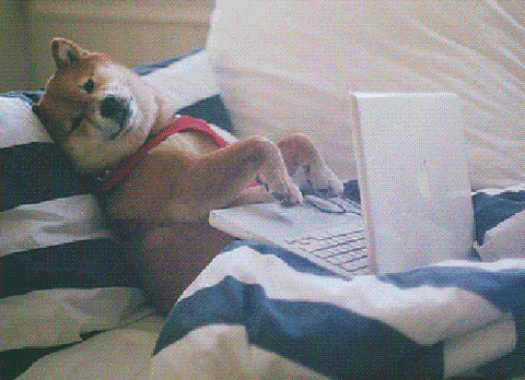 dog-gif